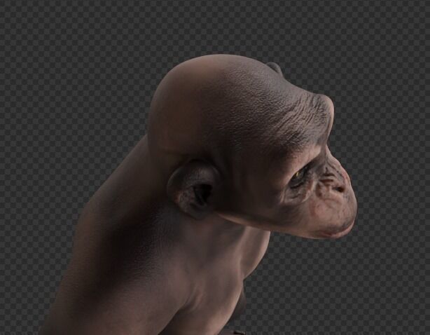  Chimpanzee 3D model_21