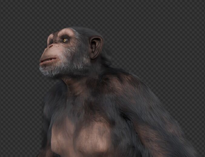  Chimpanzee 3D model_17