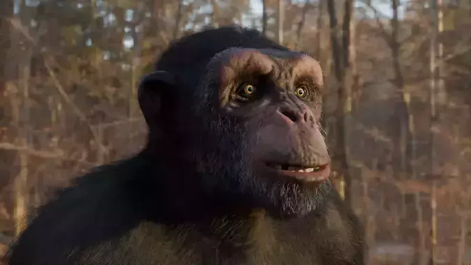  Chimpanzee 3D model