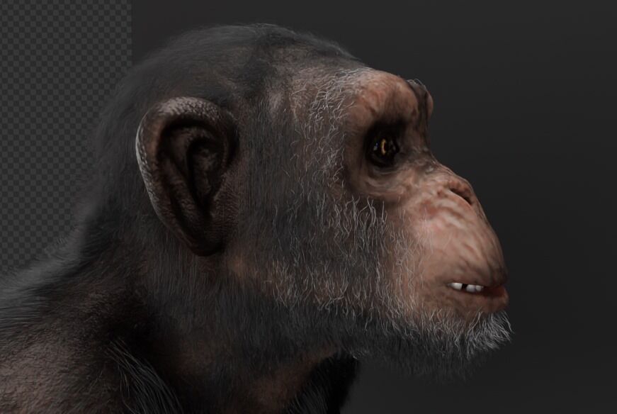  Chimpanzee 3D model_2