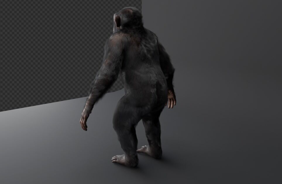  Chimpanzee 3D model_10