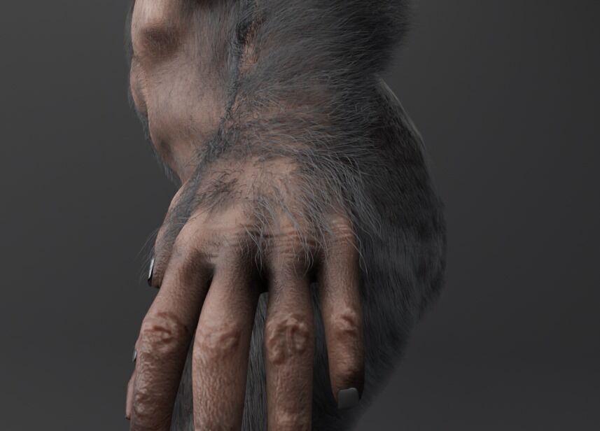  Chimpanzee 3D model_7