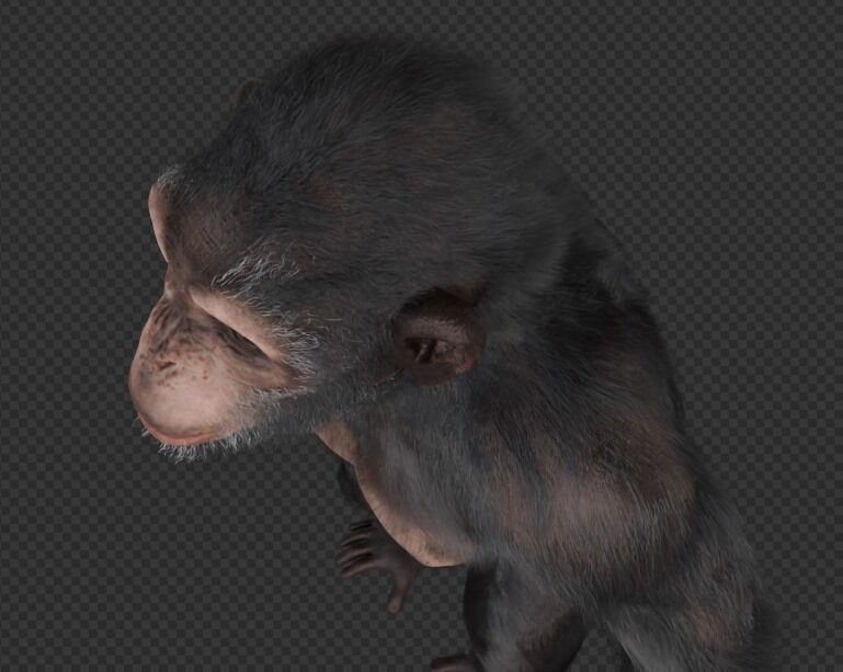  Chimpanzee 3D model_13