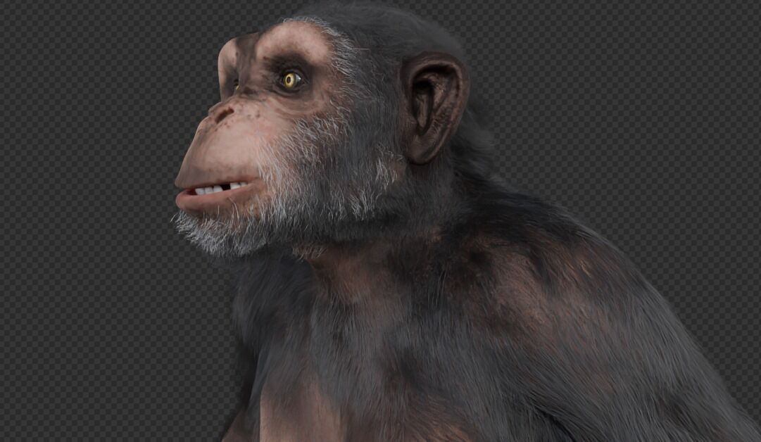 Chimpanzee 3D model_3