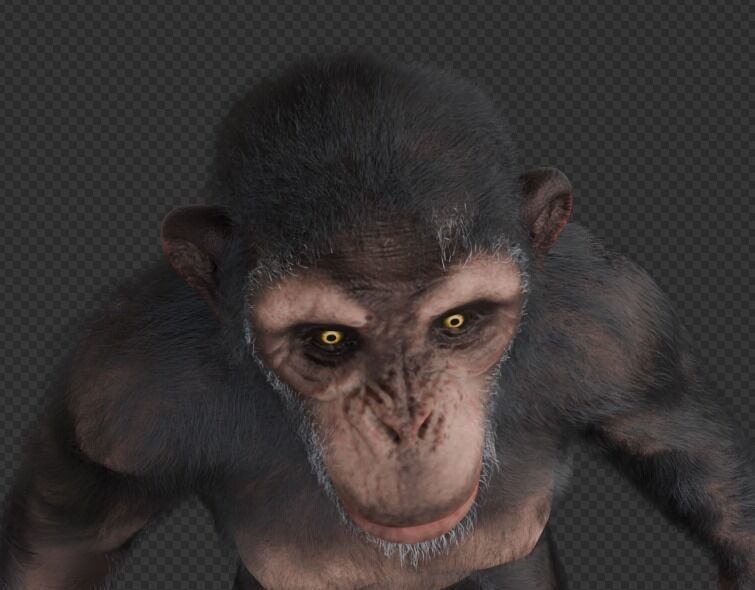  Chimpanzee 3D model_16