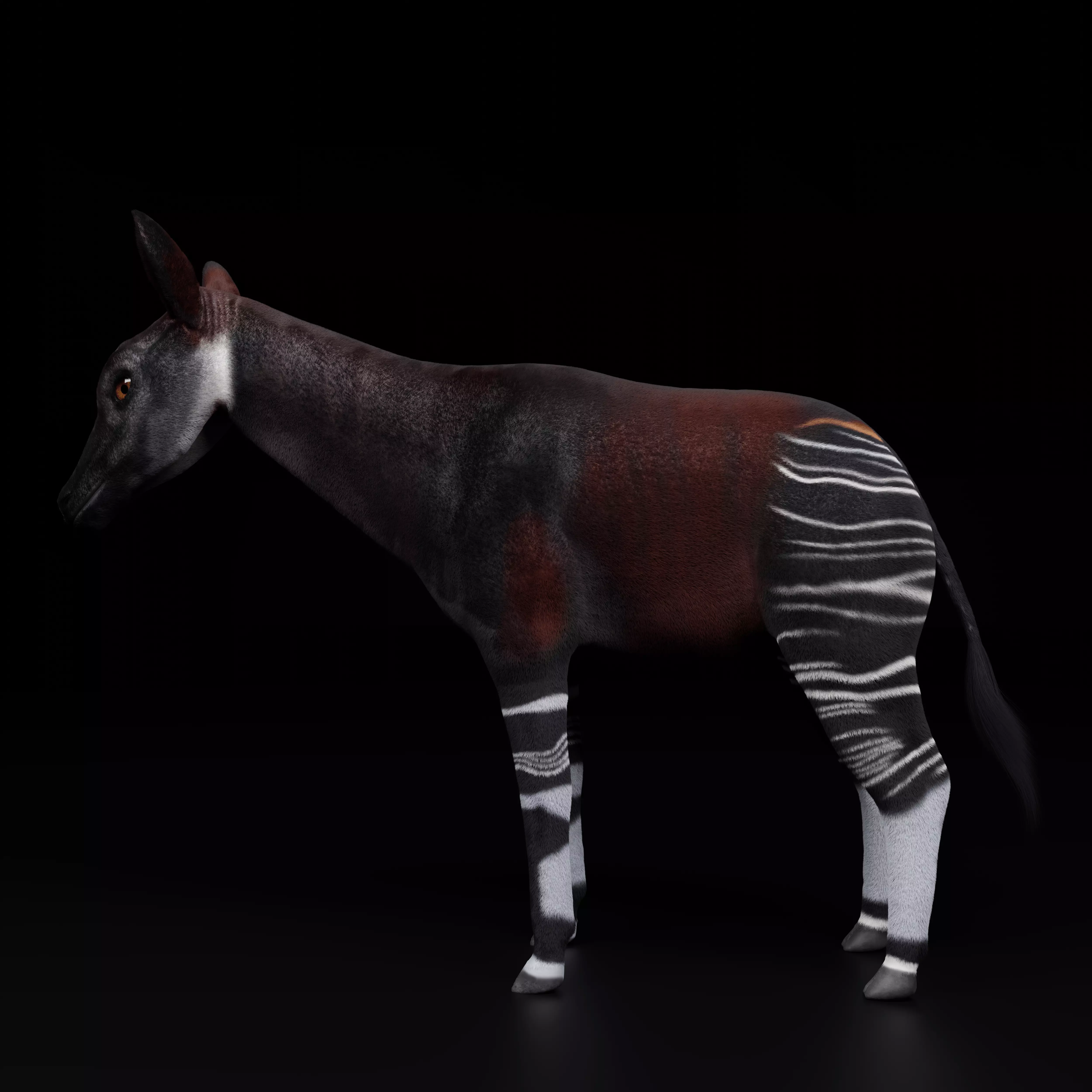 Okapi wild giraffe model Low-poly 3D model