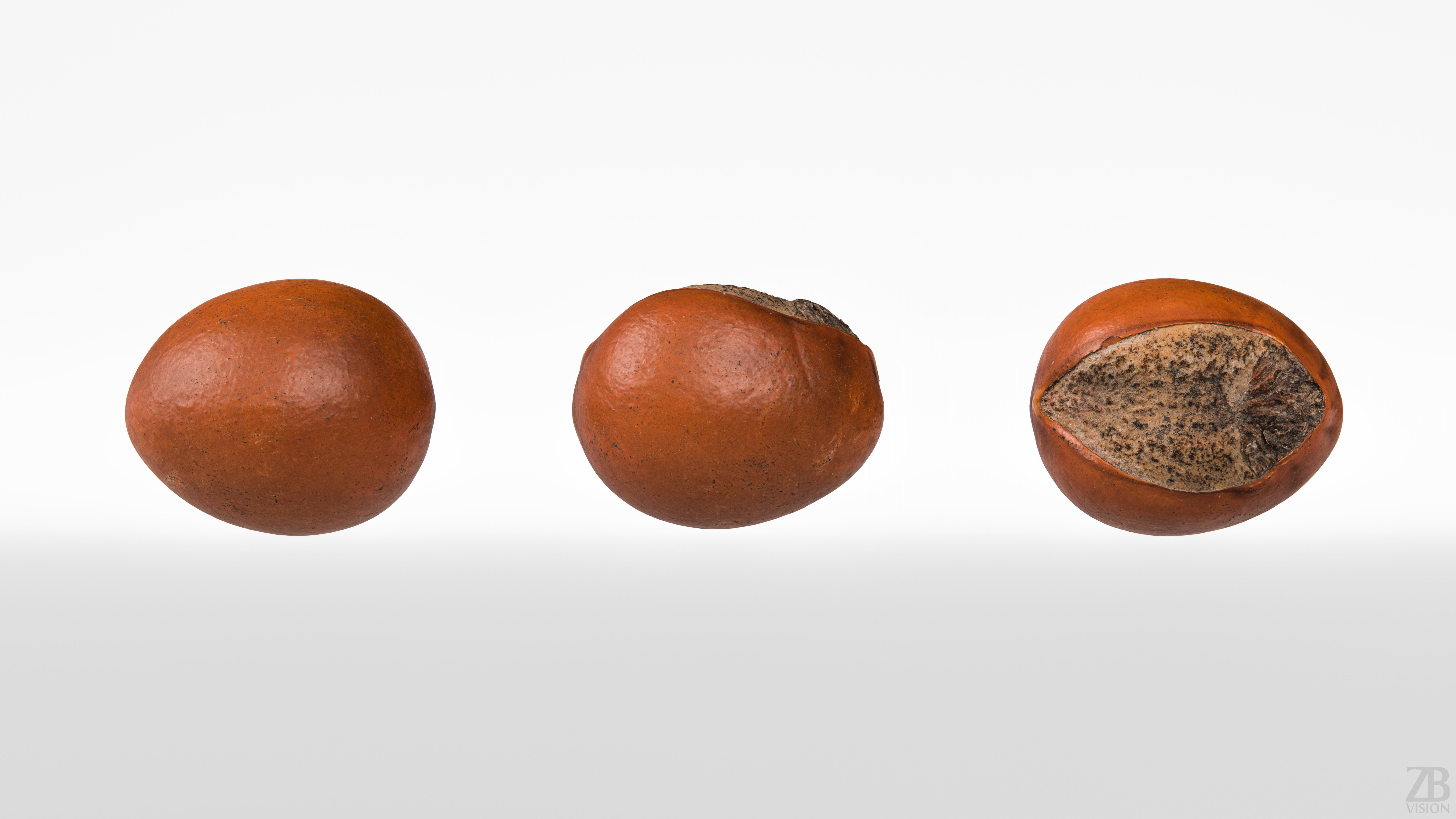 Shea Nut 3D model_4