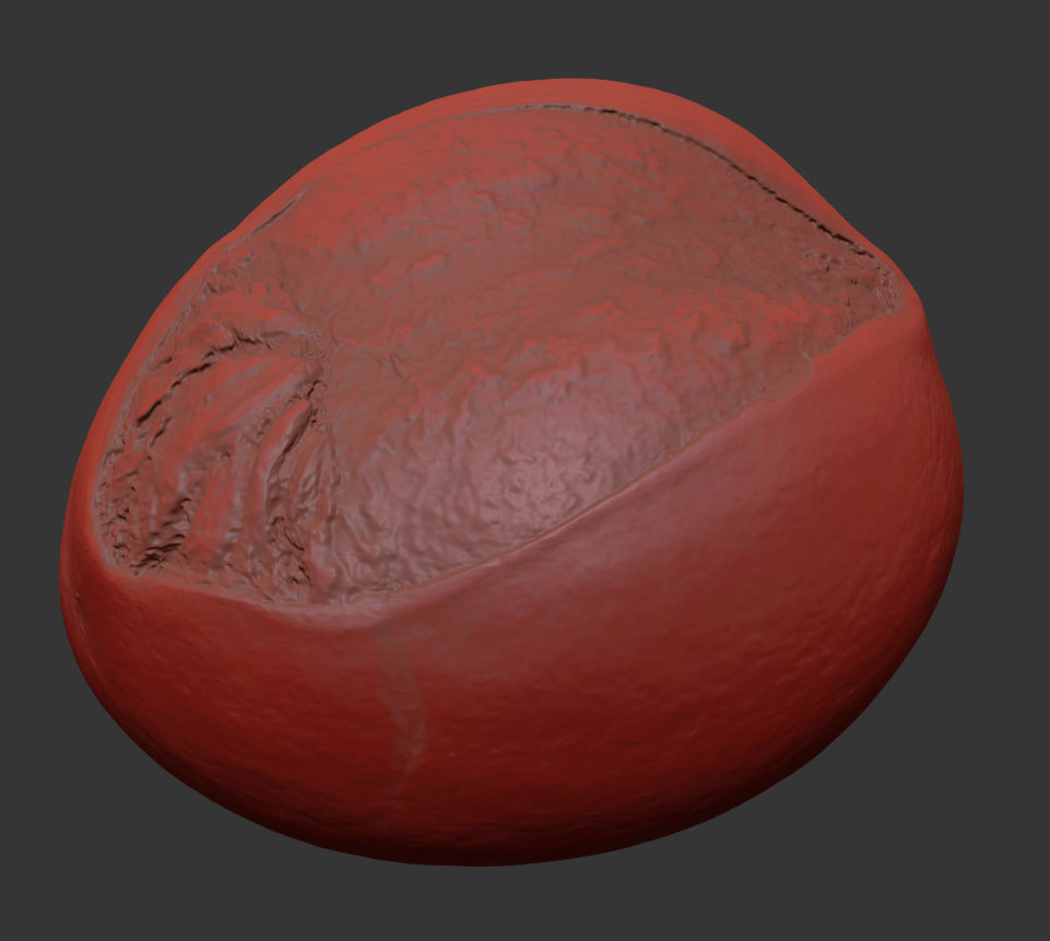 Shea Nut 3D model_7