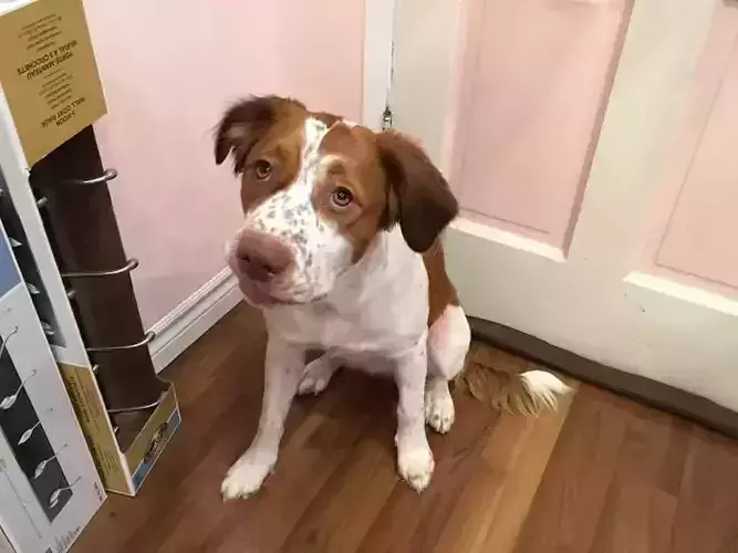 Welsh Springer Spaniel Puppy Dog 3D model