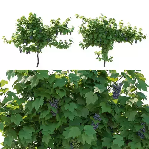 Wine plant vineyard grapes fruits 3D model