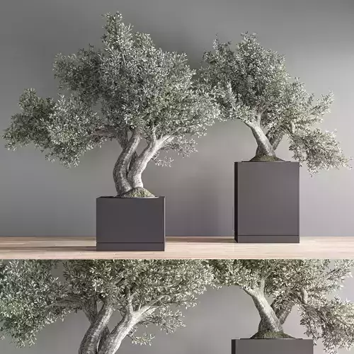 indoor plant bonsai set 33