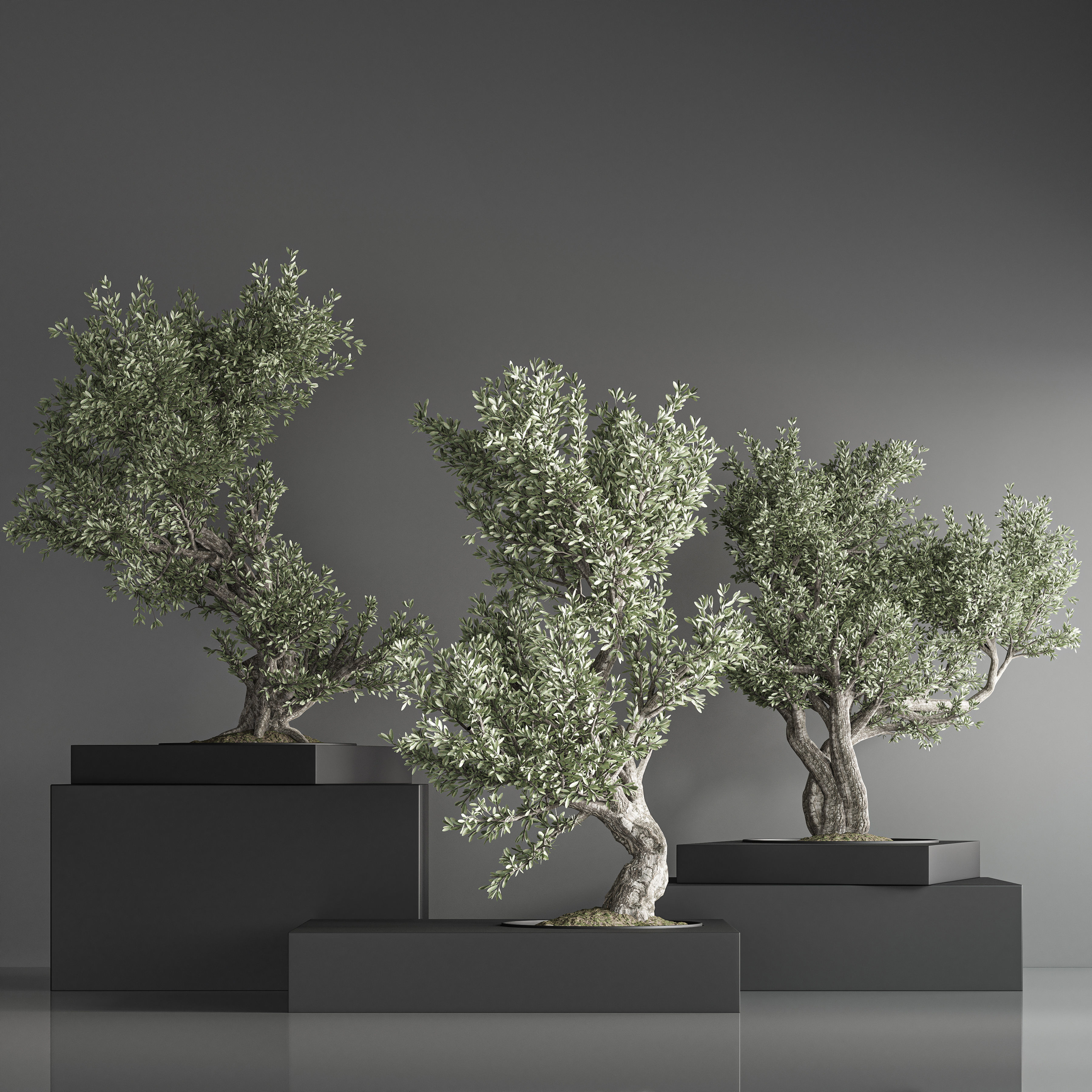 indoor plant bonsai set 35 3D model_4