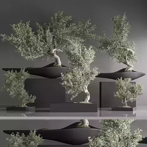 indoor plant bonsai set 35 3D model