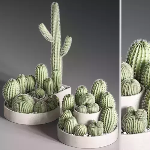 Set of Cactuses and indoor plant set 40