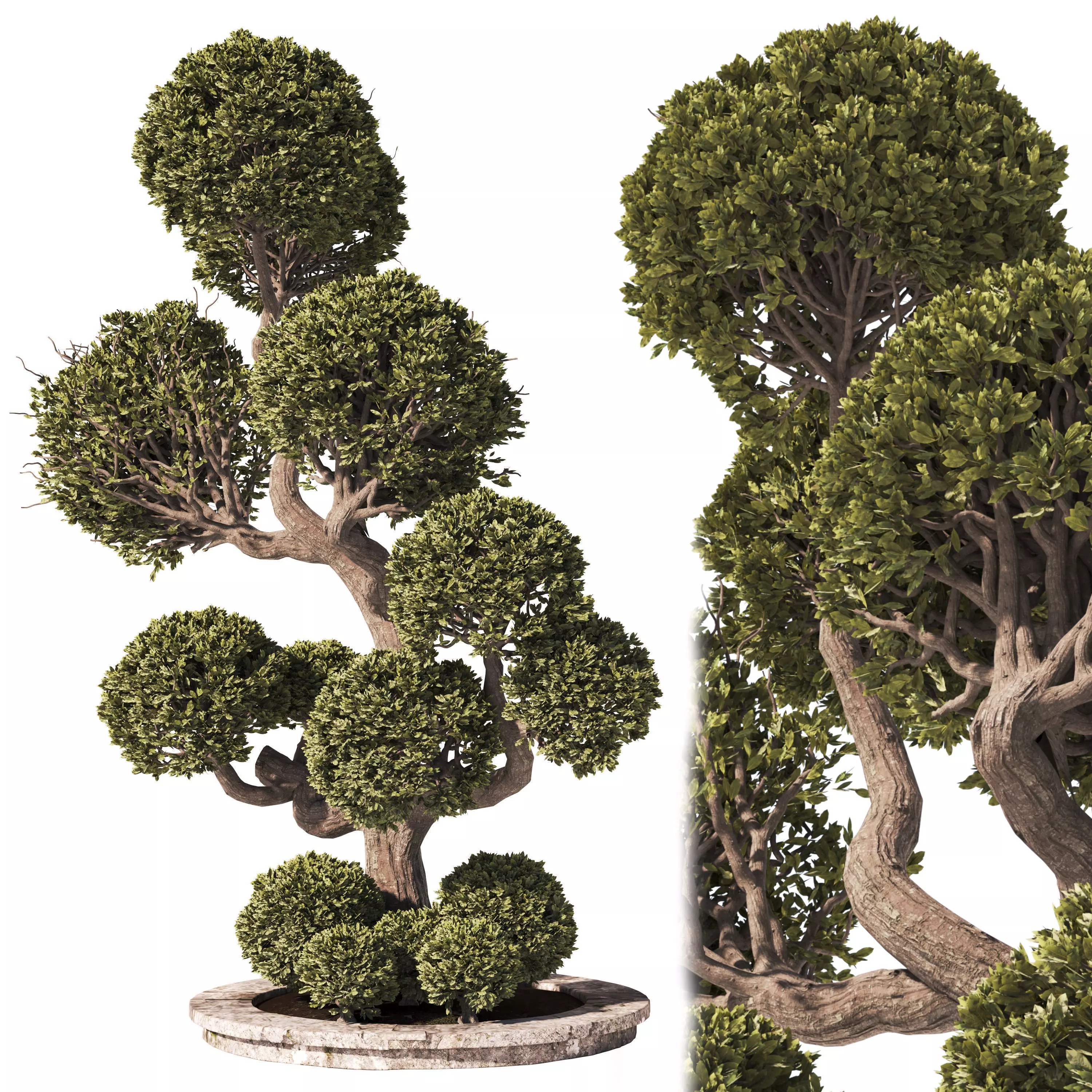 Garden Tree And Bush 01 3D model_0