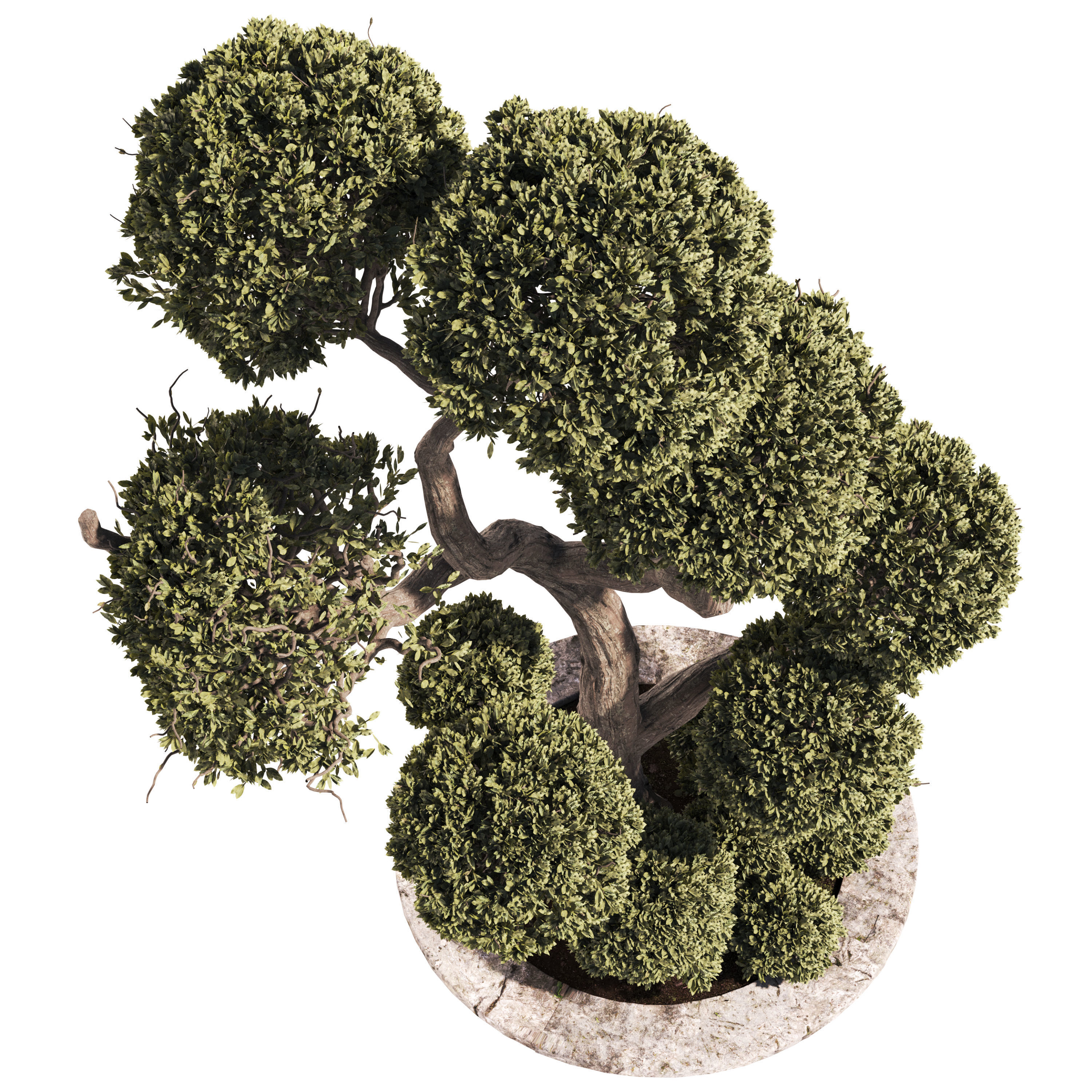 Garden Tree And Bush 01 3D model_2