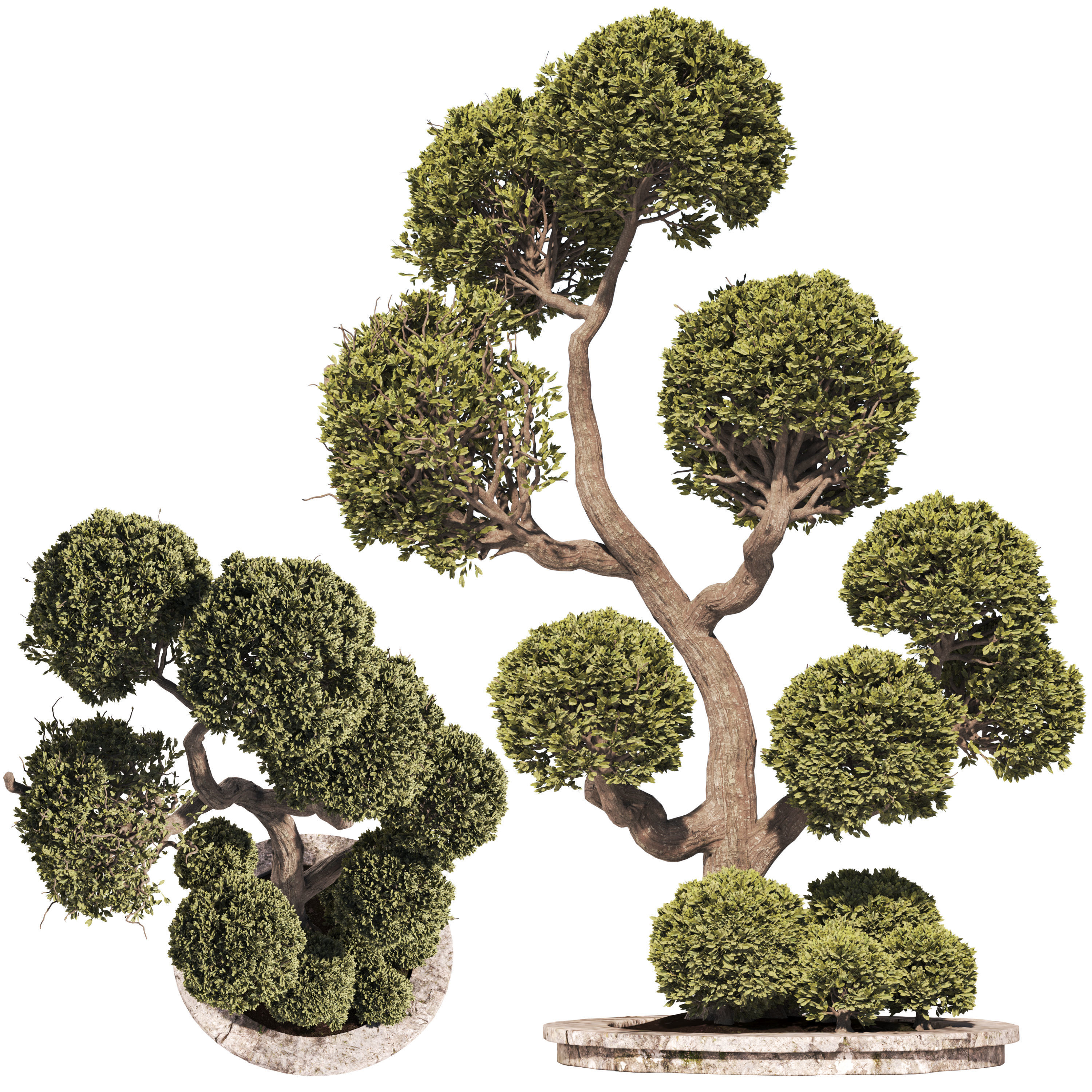 Garden Tree And Bush 01 3D model_1