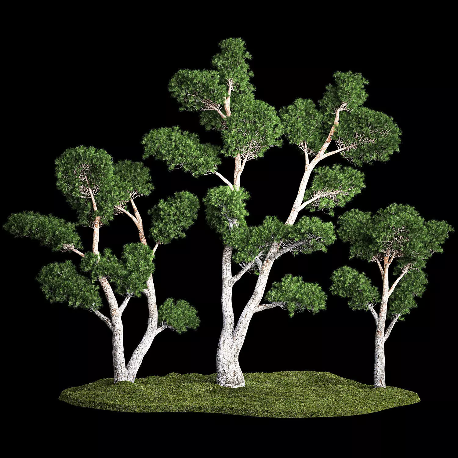 Decorative Trees Pine Topiary Niwaki 1176 3D model