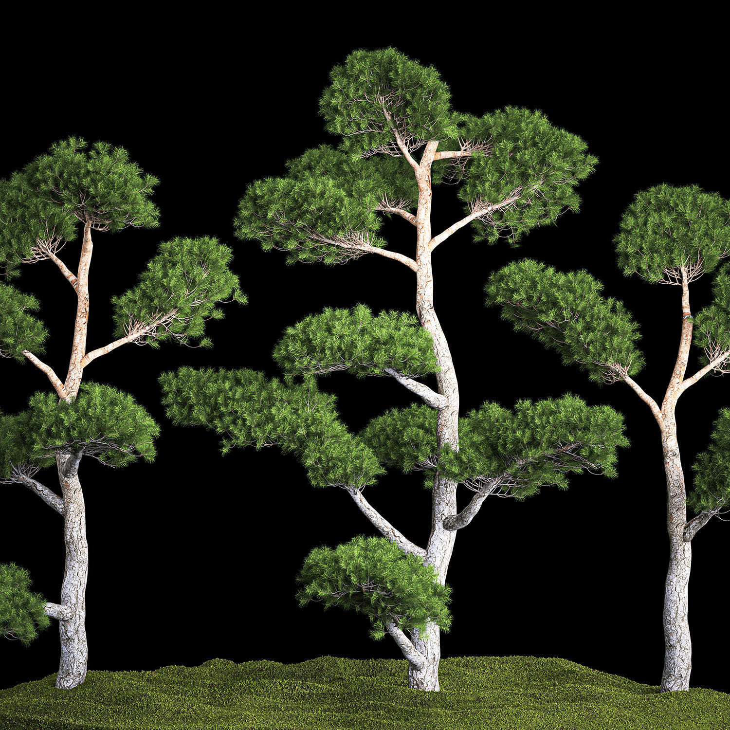 Decorative Trees Pine Topiary Niwaki 1176 3D model_2