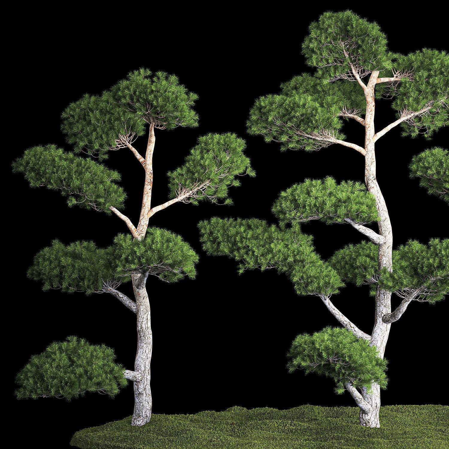 Decorative Trees Pine Topiary Niwaki 1176 3D model_1