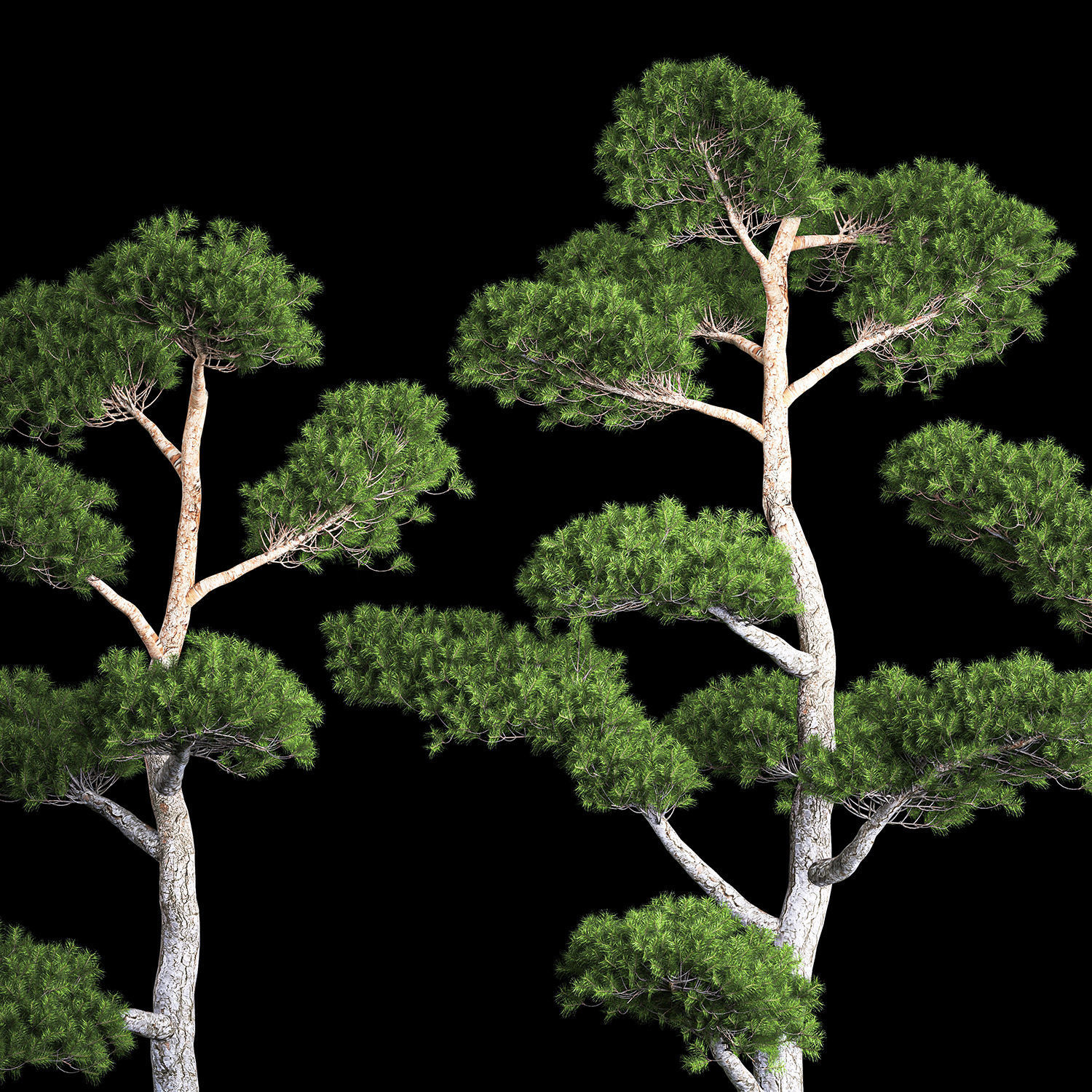 Decorative Trees Pine Topiary Niwaki 1176 3D model_4