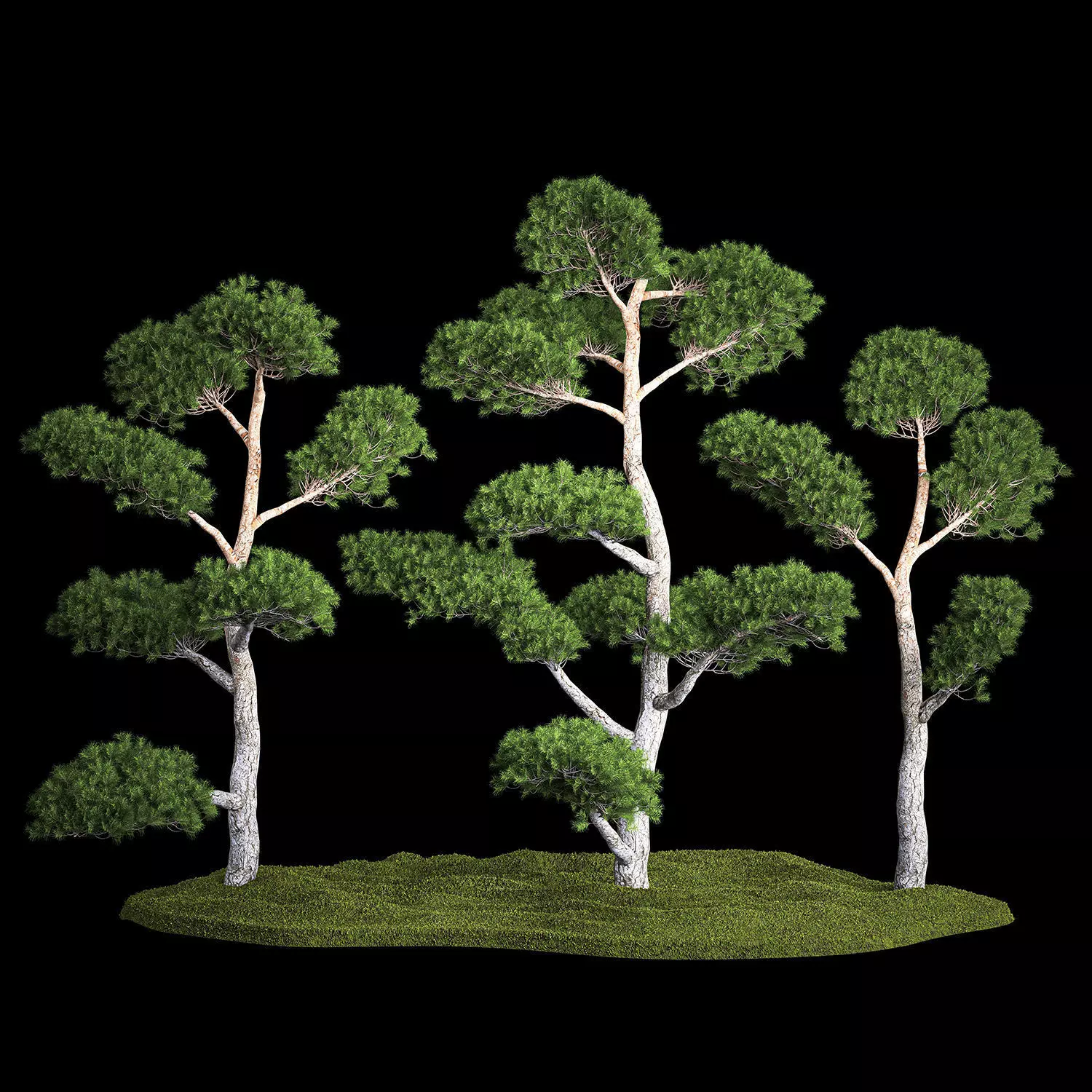 Decorative Trees Pine Topiary Niwaki 1176 3D model_0