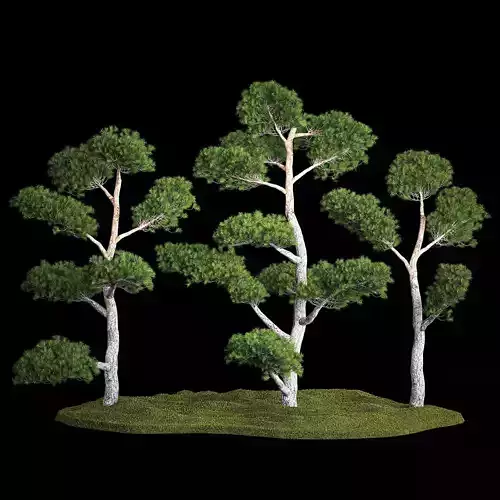 Decorative Trees Pine Topiary Niwaki 1176 3D model