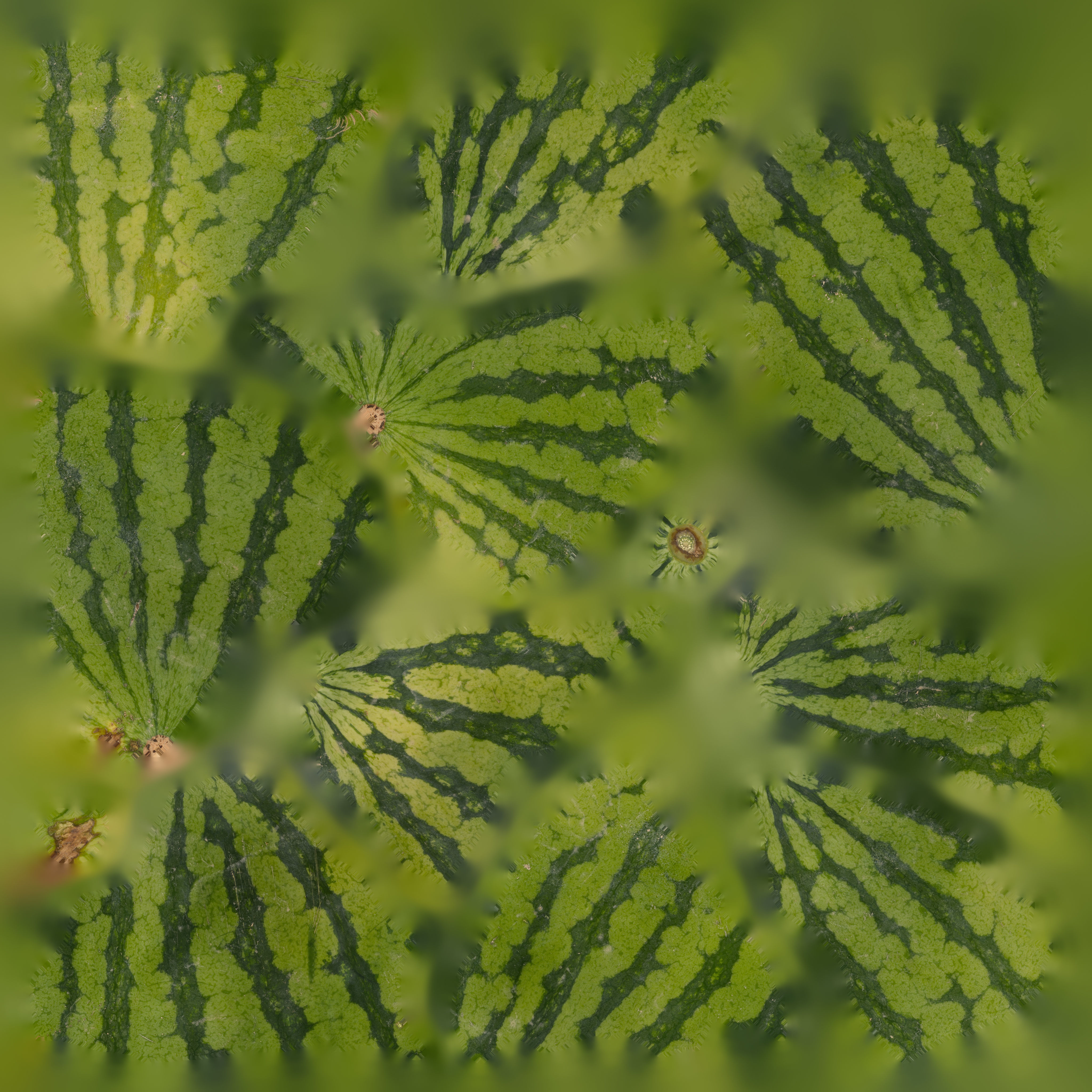 watermelon Low-poly 3D model_2