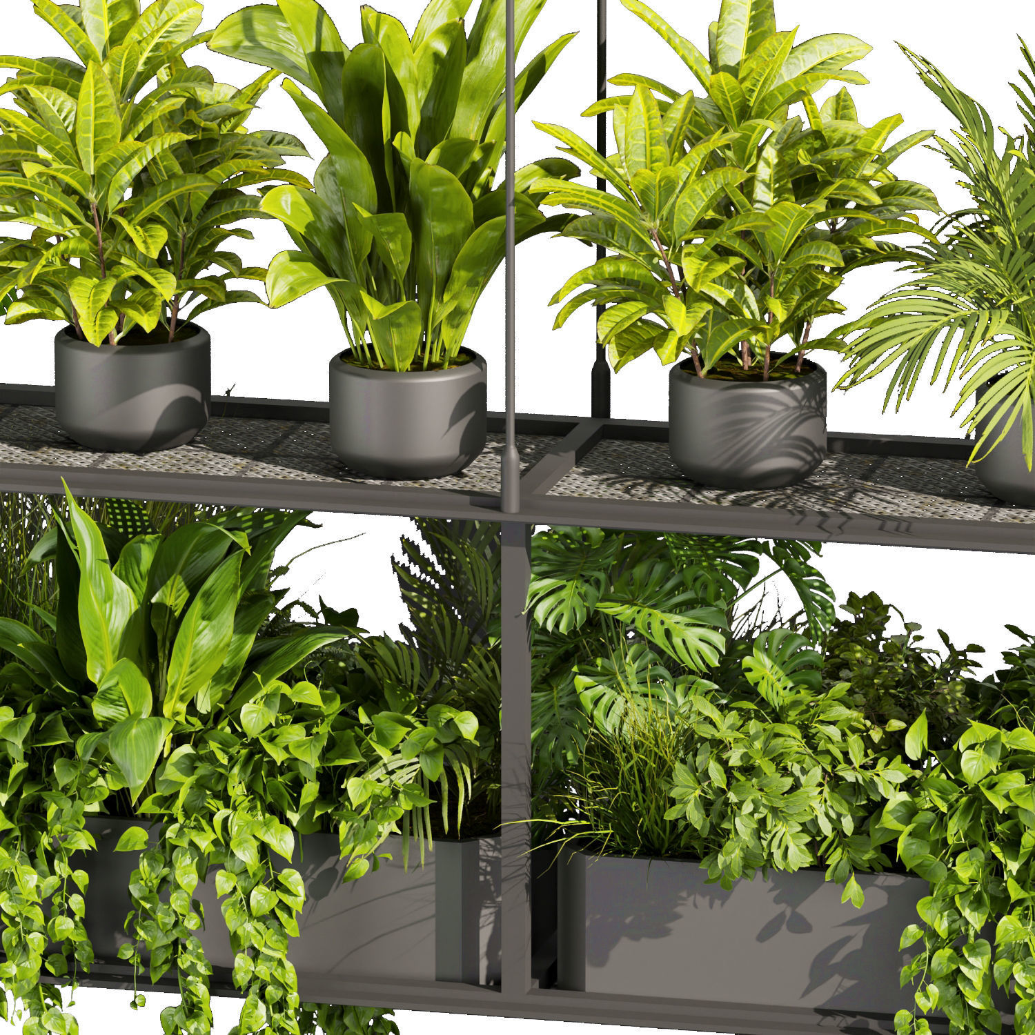 Collection plant vol 439 - hanging - ampelous - palm -  - pothos 3D model_5
