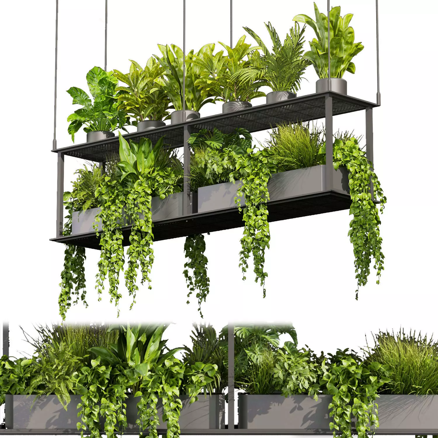 Collection plant vol 439 - hanging - ampelous - palm -  - pothos 3D model_0