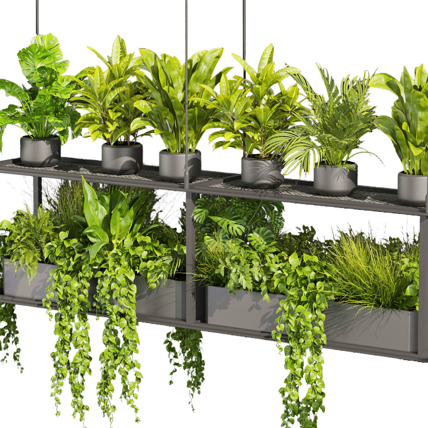 Collection plant vol 439 - hanging - ampelous - palm -  - pothos 3D model_3