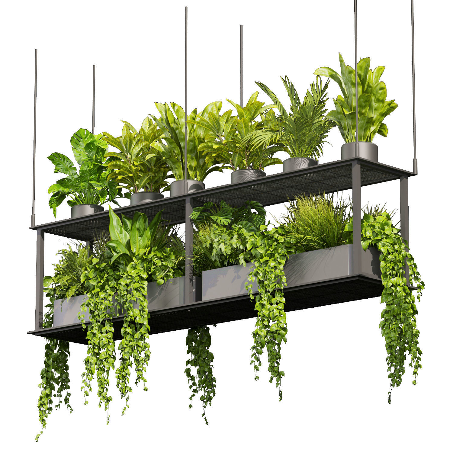 Collection plant vol 439 - hanging - ampelous - palm -  - pothos 3D model_4