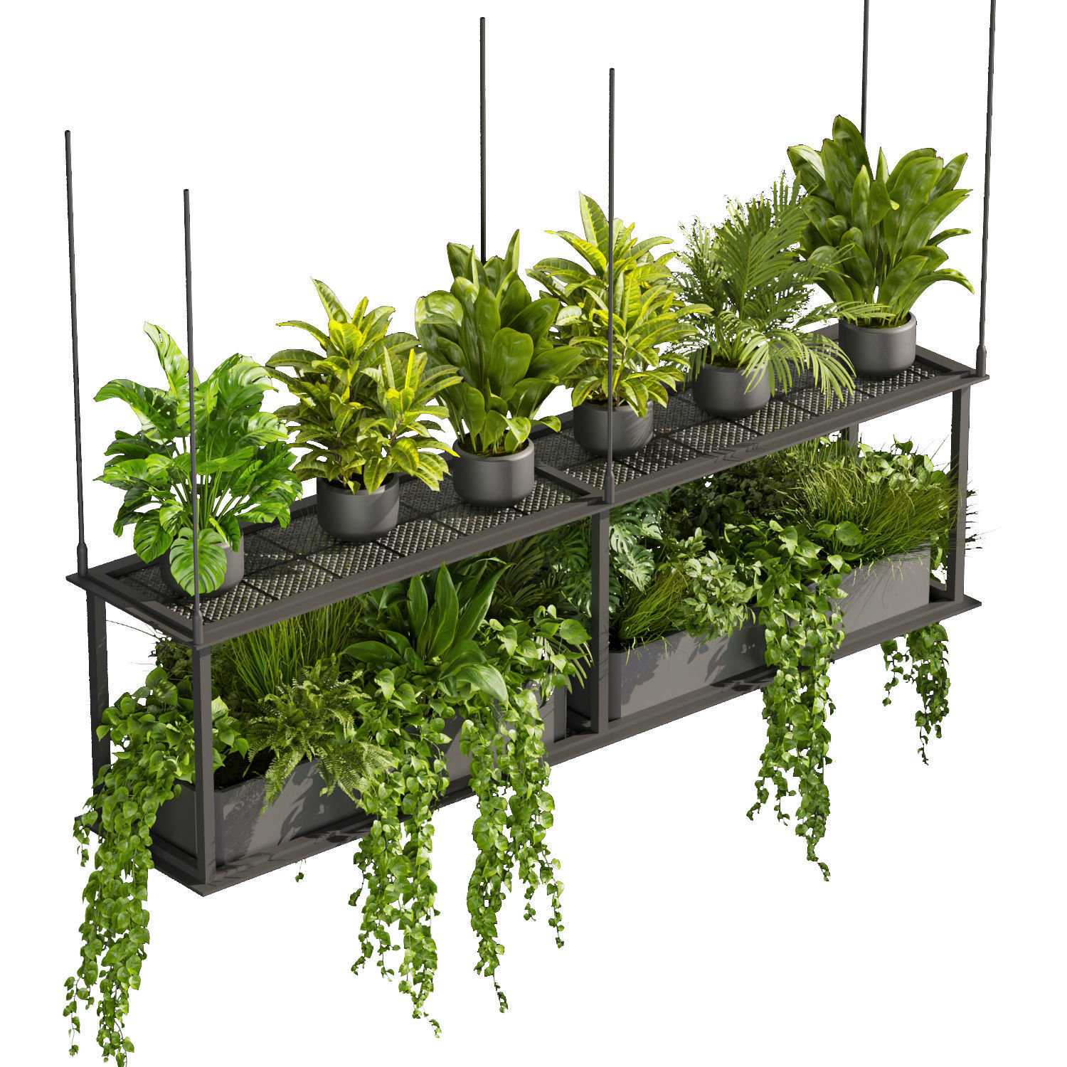 Collection plant vol 439 - hanging - ampelous - palm -  - pothos 3D model_2