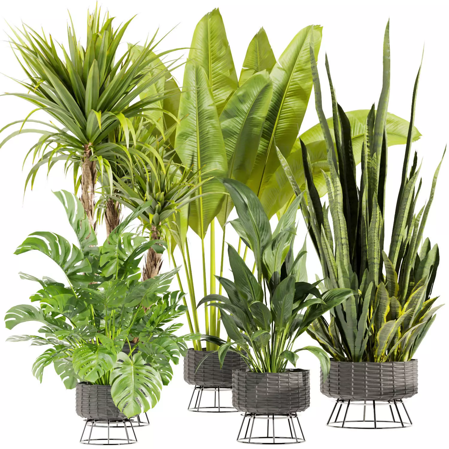 Collection plant vol 440 - banana - sansveria - peace lily 3D model