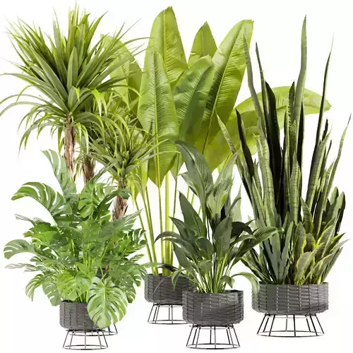 Collection plant vol 440 - banana - sansveria - peace lily