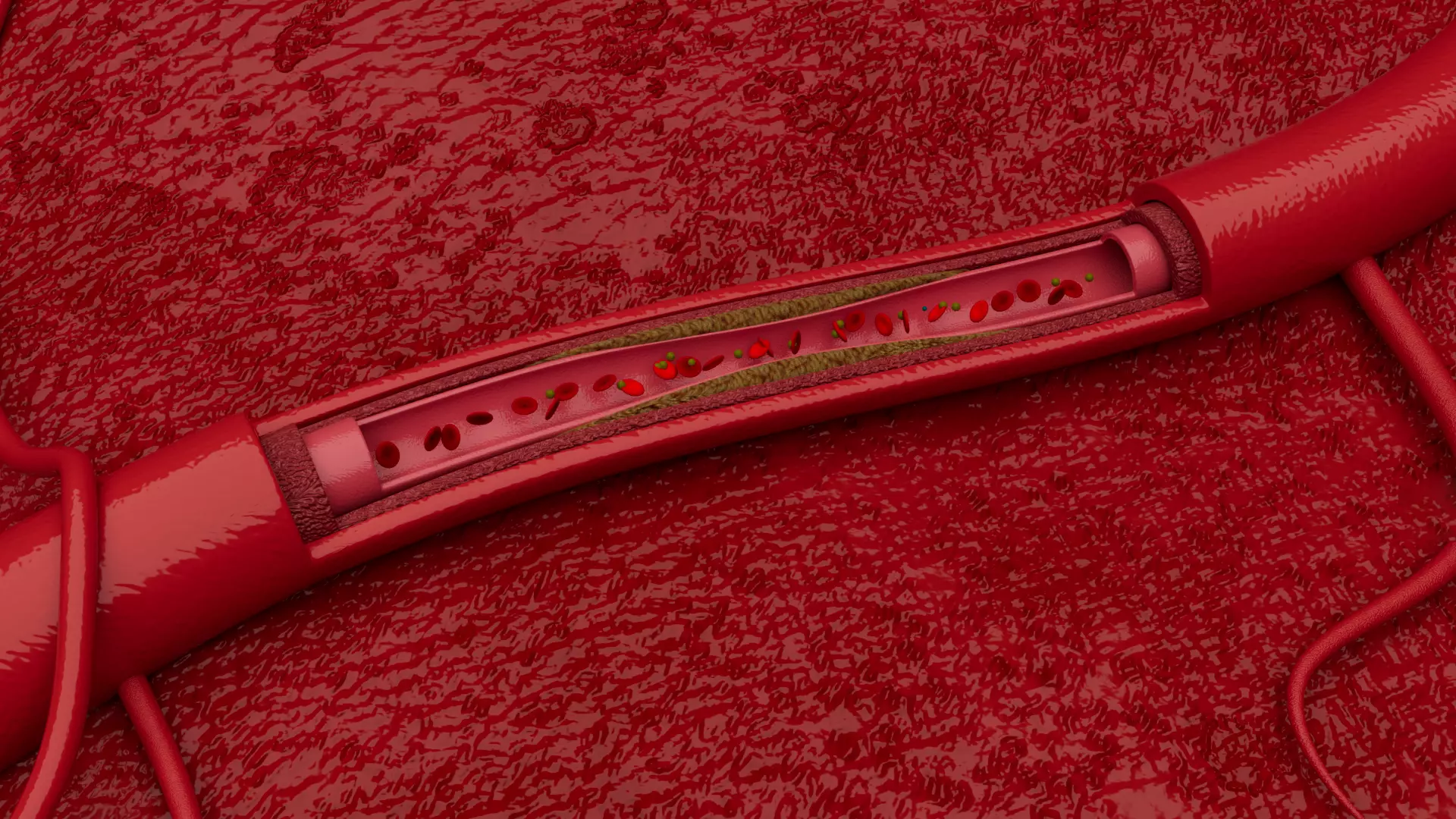 blood vessels animation 3D model