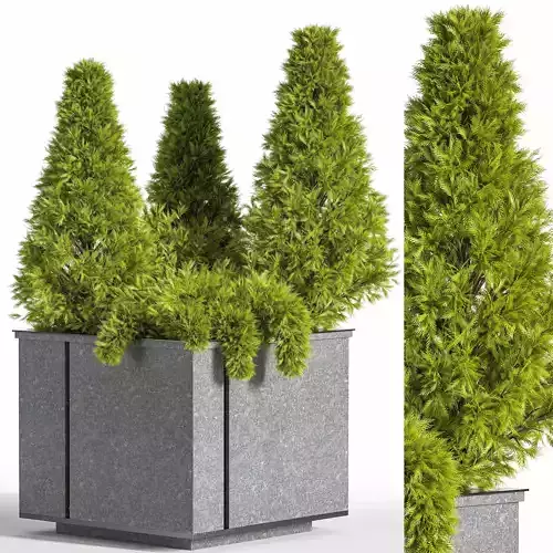 Outdoor Plants tree Pine tree 11