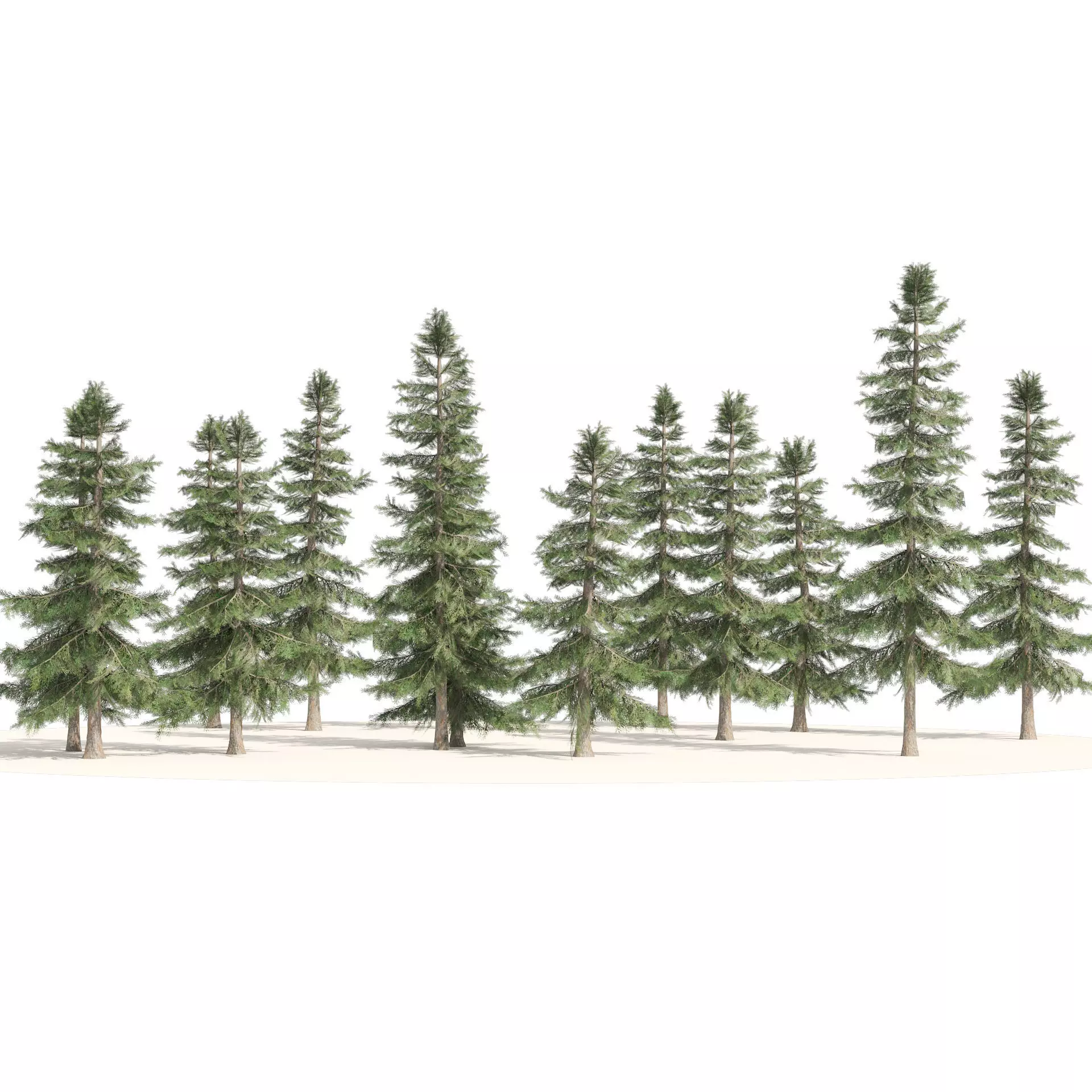 Alaskan Yellow Cedar Forest Low-poly 3D model