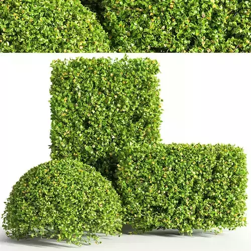 push04 topiary hedges - topiary hedges