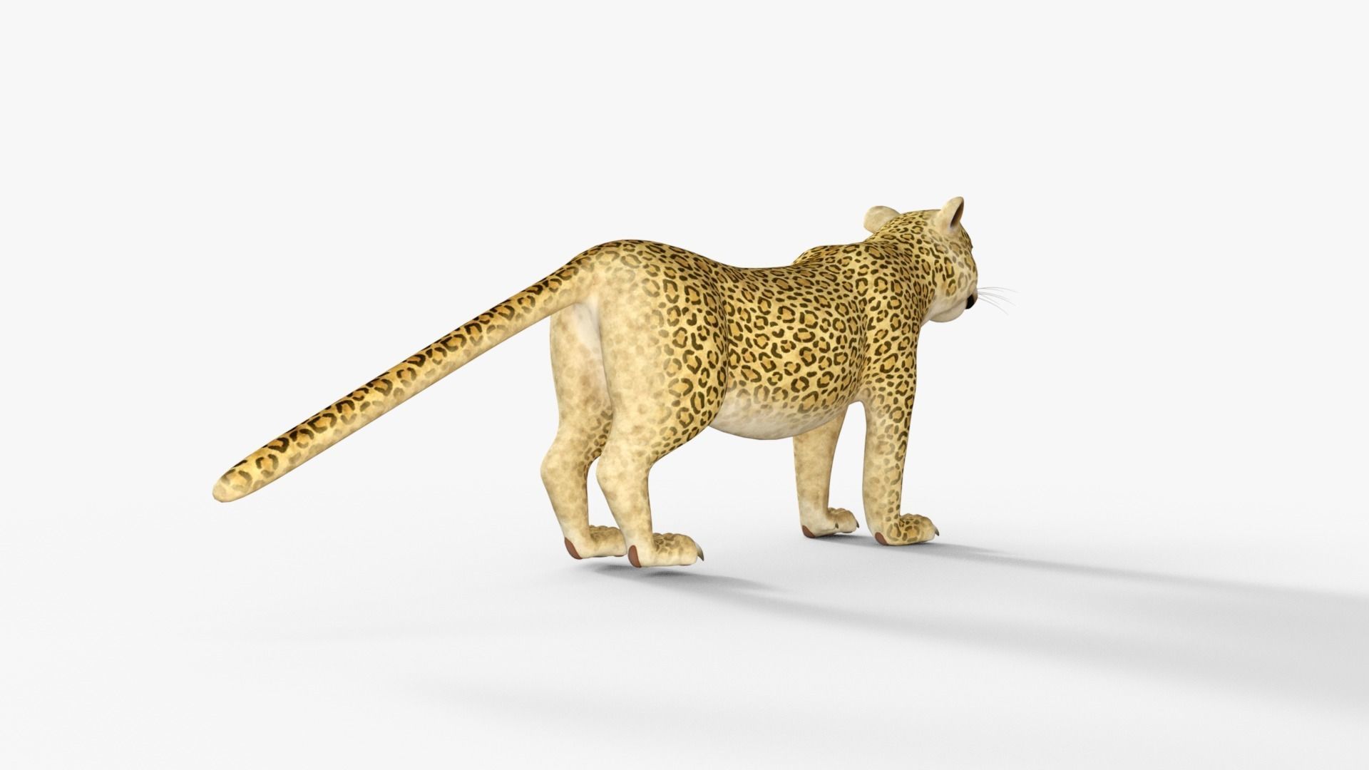Cartoon Leopard Rigged 3D model_14