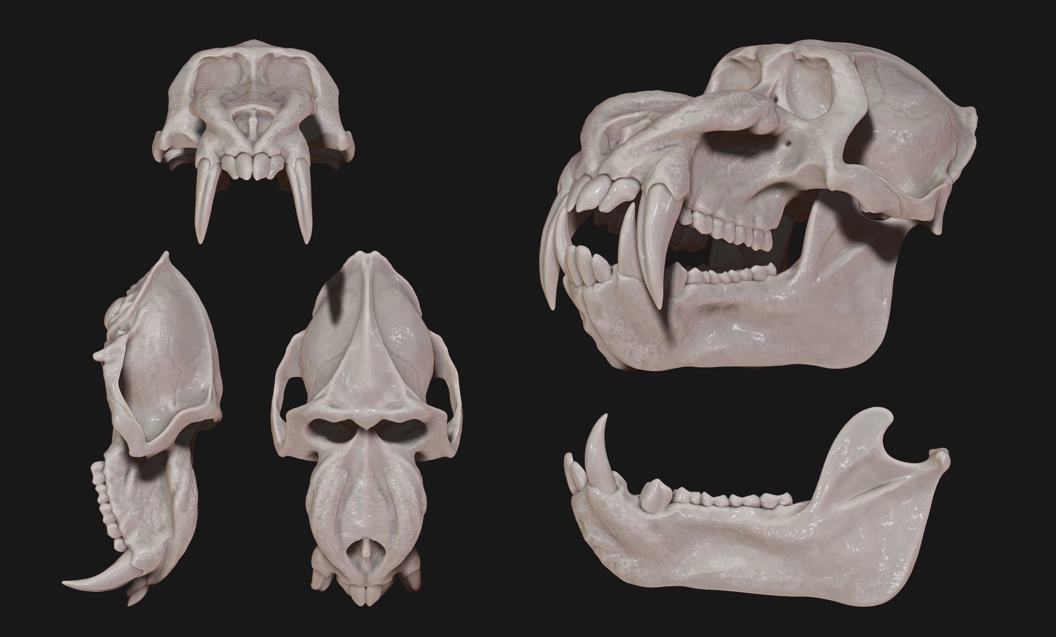 Mandrillus sphinx Skull - CNC and 3D print model_12