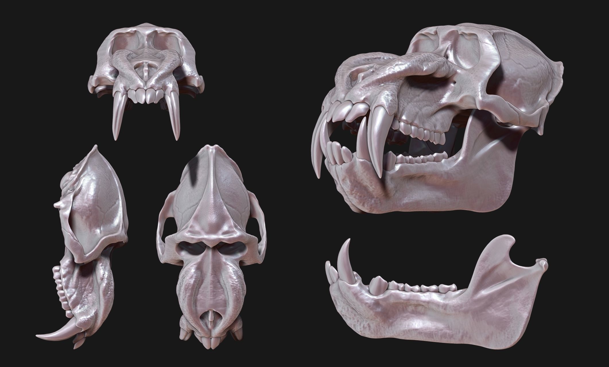 Mandrillus sphinx Skull - CNC and 3D print model_11