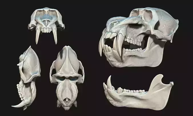 Mandrillus sphinx Skull - CNC and 3D print model