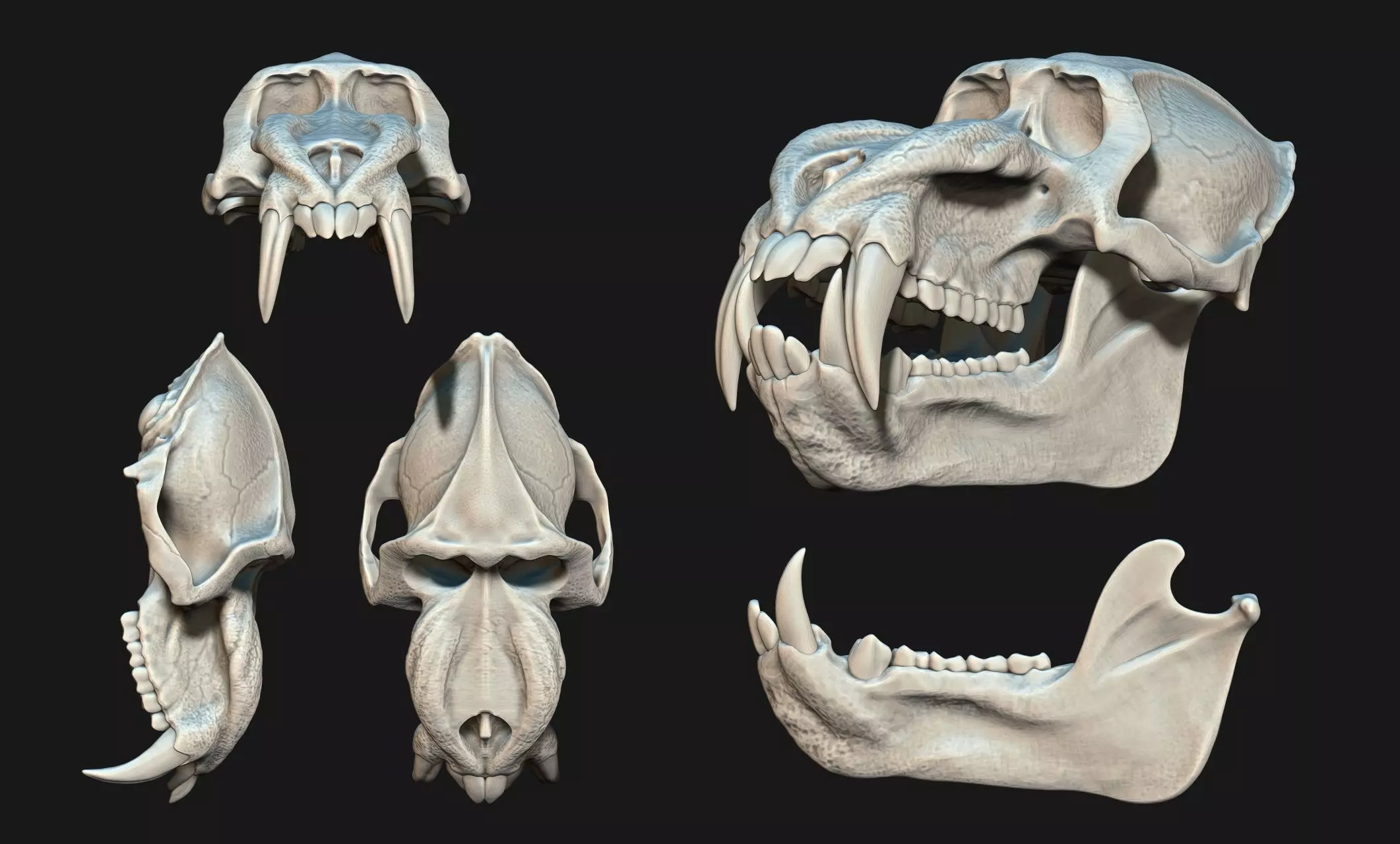Mandrillus sphinx Skull - CNC and 3D print model_0