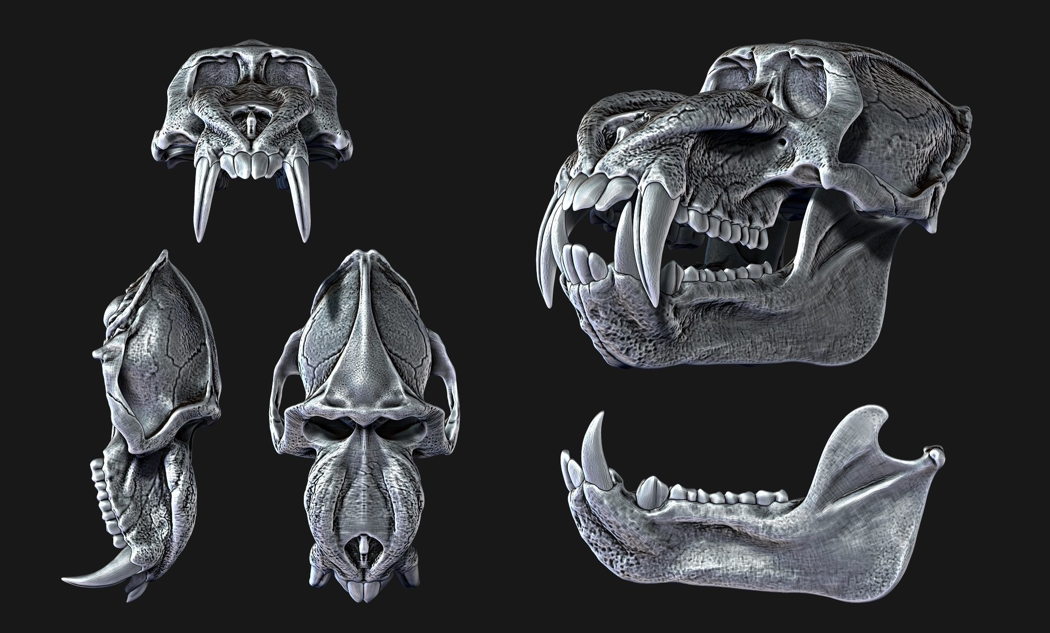 Mandrillus sphinx Skull - CNC and 3D print model_4