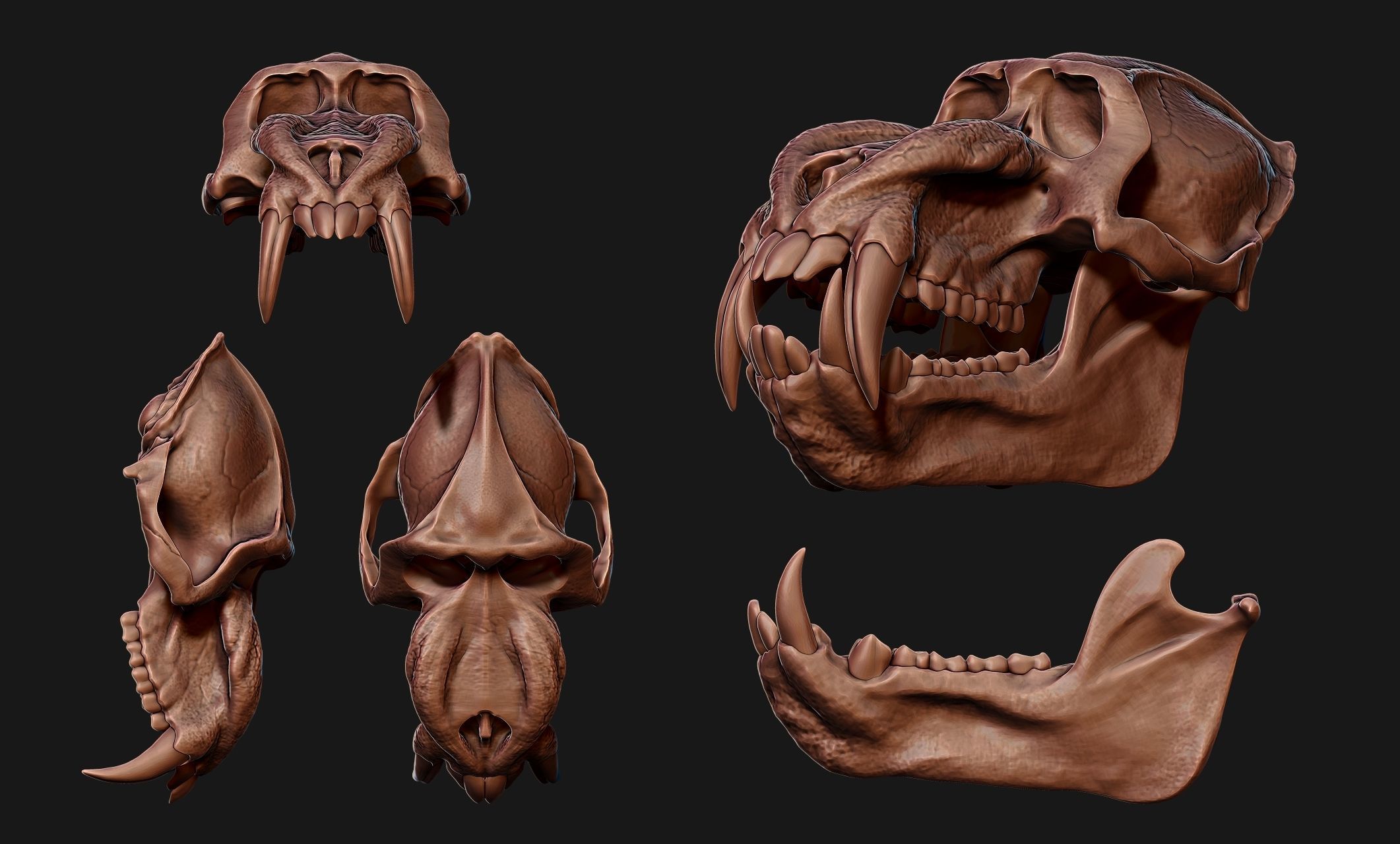 Mandrillus sphinx Skull - CNC and 3D print model_7