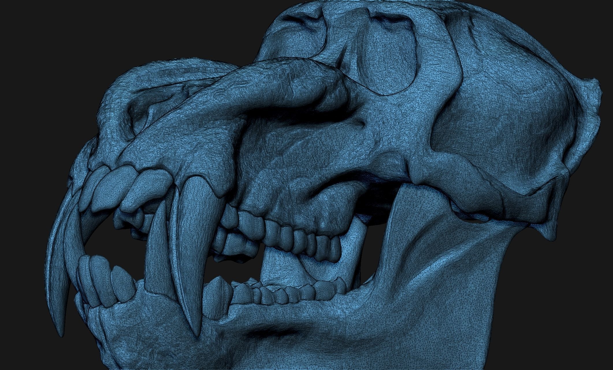 Mandrillus sphinx Skull - CNC and 3D print model_3