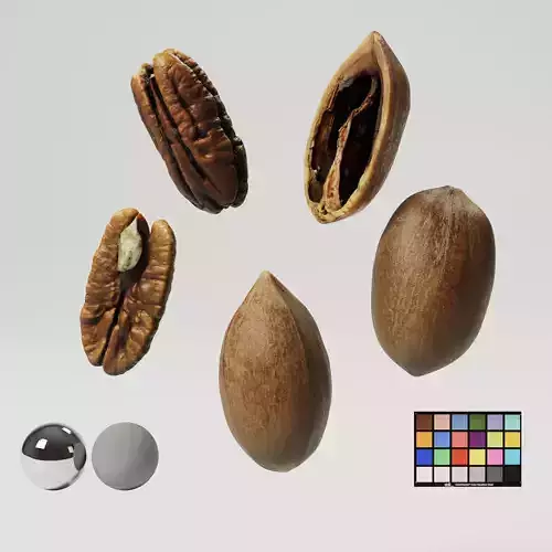 Pecans 3D model