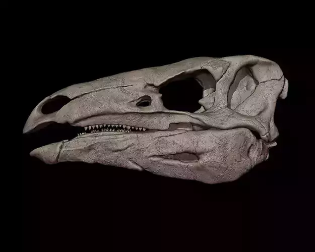 Stegosaurus Skull  3D print model