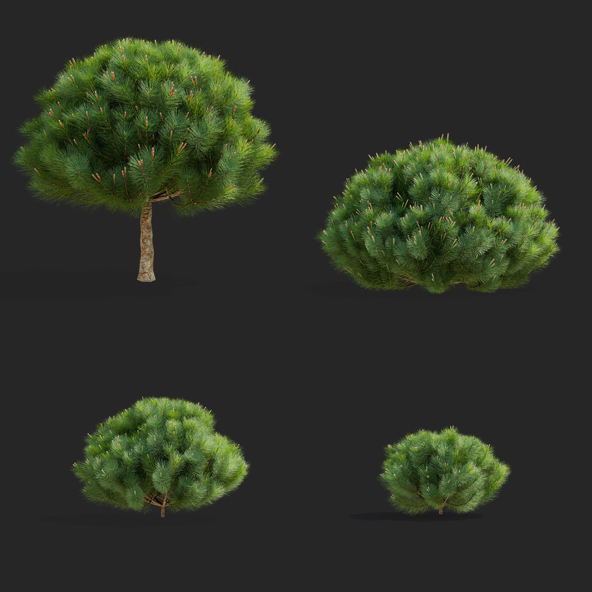 Pinus mugo 2 3D model_1